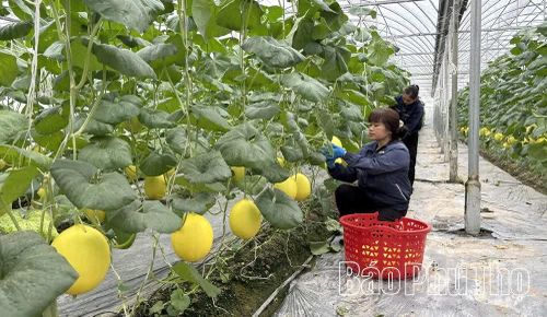 Nhờ đẩy mạnh ứng dụng khoa học, kỹ thuật, HTX Nông sản Tam Dương đã nâng cao năng suất và chất lượng nông sản đạt chuẩn OCOP 3 sao.