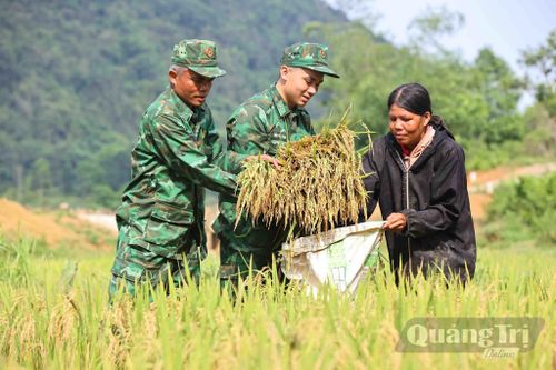 Mùa vàng ấm no nơi biên viễn - Ảnh: T.T
