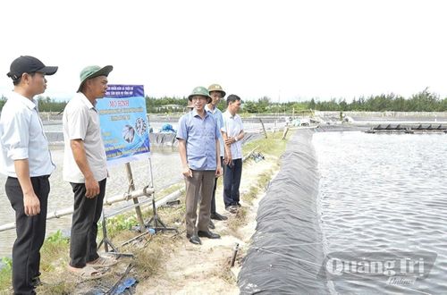 Mô hình nuôi cá kình trong ao lót bạt tại hộ gia đình ông Trần Bình Sơn, xã Triệu Cơ - Ảnh: K.S