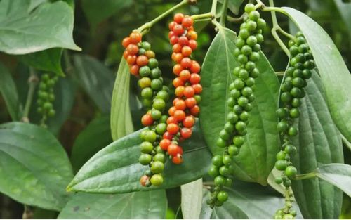 Giá tiêu hôm nay duy trì ổn định. Ảnh minh họa