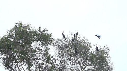 Bảo vệ các loài chim hoang dã, chim di cư là trách nhiệm của cả cộng đồng xã hội.