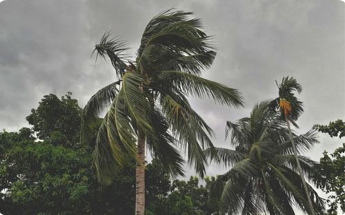 Những năm chịu tác động của El Nino thường ghi nhận số lượng bão giảm nhưng cường độ của một số cơn bão có thể mạnh hơn. Ảnh minh họa: canva.