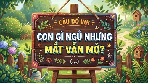 Con gì ngủ nhưng mắt vẫn mở? (Ảnh minh họa)