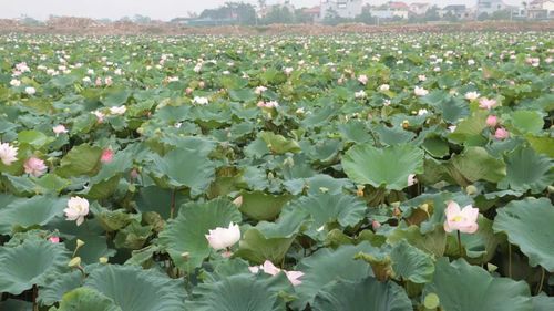 Mô hình trồng sen ở xã Ứng Hòa cho giá trị kinh tế cao. Ảnh: PV