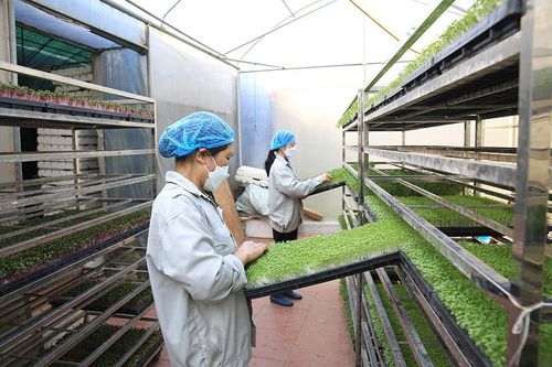 Chăm sóc rau ứng dụng công nghệ cao tại xã Hồng Vân. Ảnh: Quang Thái