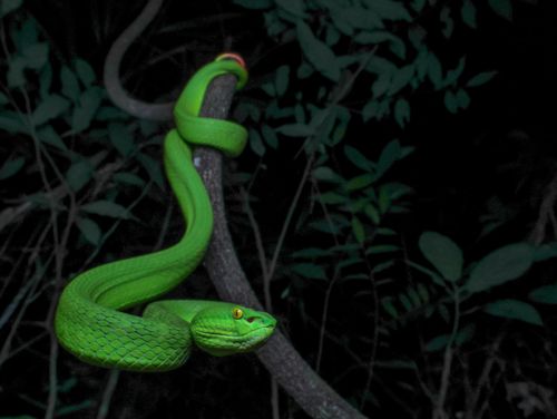 Rắn lục đuôi đỏ là một trong những loài rắn độc thường gặp ở miền Nam và có thể xuất hiện gần khu dân cư vào mùa mưa. Ảnh: VSR. 