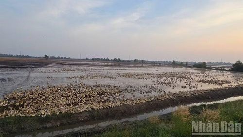 Nhiều nơi thu hoạch lúa xong, người dân thả vịt vào đồng. (Ảnh: THANH DŨNG)