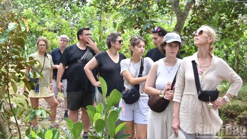 Du khách nước ngoài tham quan, trải nghiệm vườn cây ăn trái trên địa bàn tỉnh Đồng Tháp.