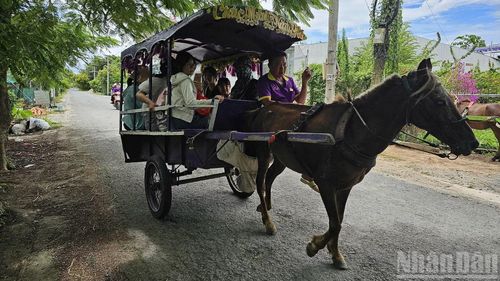 Tham quan bằng xe ngựa là một trong những loại hình du lịch đặc trưng tại cù lao Thới Sơn.