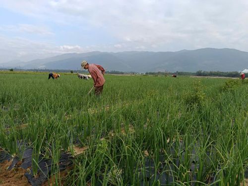 Cây hành tím trồng trên các bãi cát bồi ven sông thích nghi với thổ nhưỡng, thời tiết, sinh trưởng tốt.