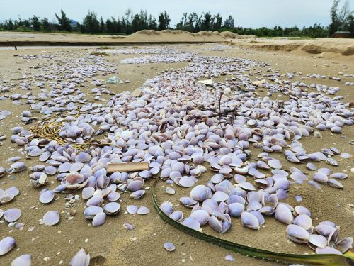  Nhiều điểm, vỏ nghêu bốc mùi hôi tanh khó chịu 