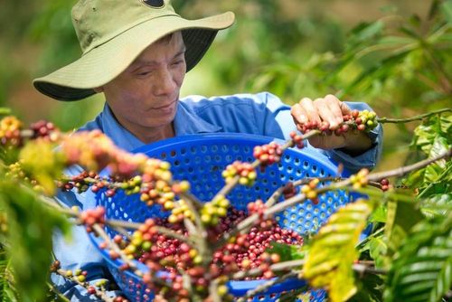  Cà phê là mặt hàng xuất khẩu giảm kim ngạch trong 8 tháng năm 2026. Ảnh minh họa 