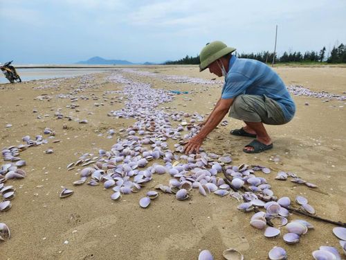 Hàng tấn ngao tím chết dạt vào bờ, sau phân hủy chỉ còn trơ lại lớp vỏ.
