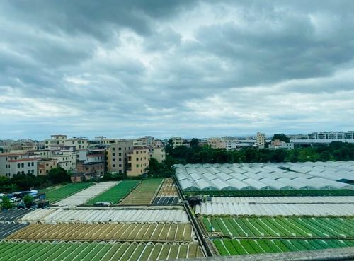 Những ruộng rau xanh mướt nằm ngay cạnh các toà chung cư ở Quảng Châu. Ảnh: Tư Hiền.