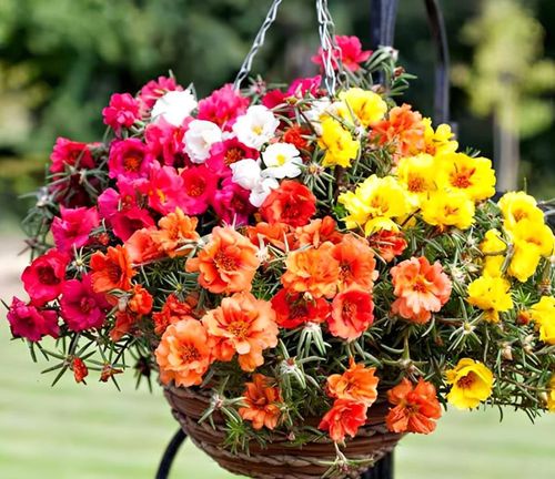 Hoa thường nở vào buổi sáng khi có đủ ánh sáng và khép lại vào chiều tối, đặc điểm tạo nên tên gọi "mười giờ".