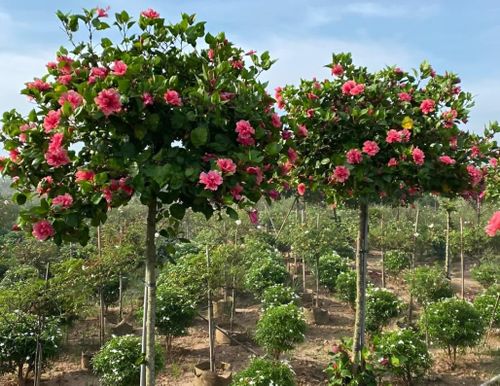 Hoa râm bụt với sắc đỏ thắm rực rỡ, tượng trưng cho giàu sang, quyền lực và hạnh phúc viên mãn.