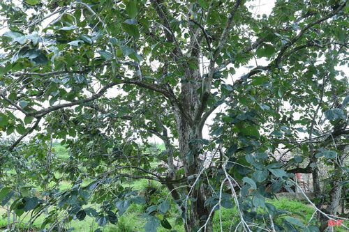 Chị Huê cho biết: “Những cây hồng lâu năm có thân lớn, tán rộng, dáng đẹp nên mỗi khi vào mùa quả chín, nhiều người đến đây chụp ảnh. Đây cũng là điểm nhấn riêng của vườn, tạo thêm sức hấp dẫn đối với người dân và du khách khi đến tham quan”.