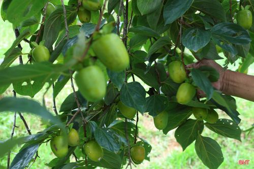 Thôn Đức Lĩnh, xã Mai Hoa hiện có hơn 40 ha hồng Yên Du, trong đó hơn 20 cây đã có tuổi đời từ 50 năm trở lên. Những cây hồng cổ thụ không chỉ bền bỉ cho quả mà còn trở thành một phần quen thuộc trong đời sống của người dân nơi đây.