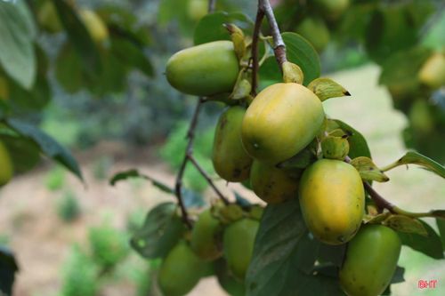 Hiện nay, Hồng Yên Du đã bắt đầu chín, người dân bước vào vụ thu hoạch với giá bán trung bình 40 ngàn đồng/kg tại vườn.
