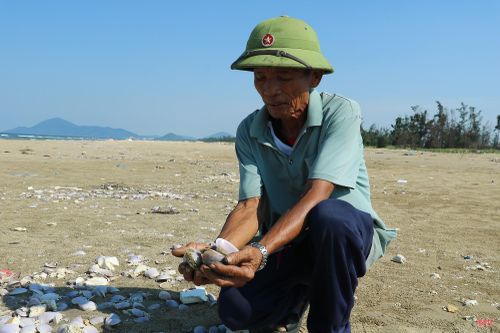 Ông Nguyễn Văn Thế (thôn Mỹ Hoà, xã Yên Hoà) cho biết: “Ban đầu khi mới trôi dạt vào bờ, xen lẫn với lớp vỏ vẫn có một số ngao tím có ruột còn sống và một số con có ruột đã chết, phân hủy. Người dân mong địa phương và cơ quan chức năng sớm kiểm tra để làm rõ nguyên nhân; đồng thời xử lý để làm sạch bãi biển, bảo đảm vệ sinh môi trường".