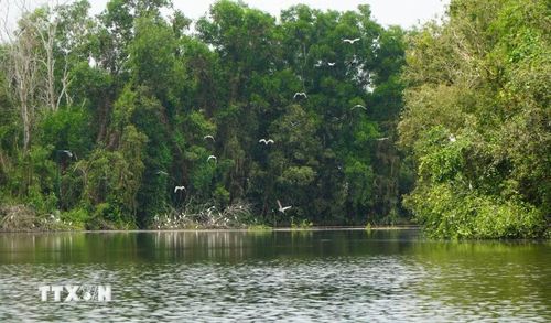 Khu bảo tồn sinh thái Đồng Tháp Mười là nơi trú ngụ, sinh sản của nhiều loài chim, cò. (Ảnh: Nhựt An/TTXVN)