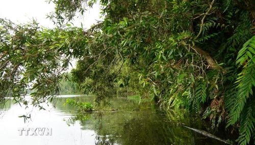 Khu bảo tồn sinh thái Đồng Tháp Mười được xem như một vùng Đồng Tháp Mười thu nhỏ với hệ sinh thái đất ngập nước chua phèn mang nét đặc trưng. (Ảnh: Nhựt An/TTXVN)
