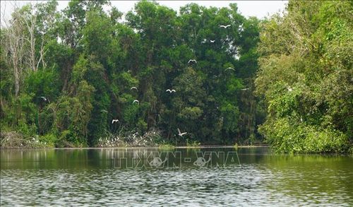 Khu bảo tồn sinh thái Đồng Tháp Mười là nơi trú ngụ, sinh sản của nhiều loài chim, cò.