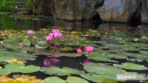 Điểm tạo ấn tượng với nhiều du khách khi đến Kim Sơn là vùng đầm nước rộng nằm dưới chân núi. Những dòng suối với sắc hoa len giữa các ngọn núi, tạo thành một không gian nên thơ.