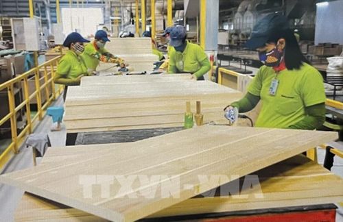 Công nhân nhà máy gỗ chuẩn bị nguồn hàng xuất khẩu. Ảnh: Hồng Nhung - TTXVN