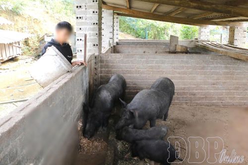 Nghỉ học lấy vợ sớm, Lầu A Dế đã phải đảm nhiệm những công việc của trụ cột gia đình.