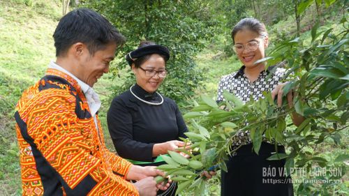 Hợp tác xã Sản xuất kinh doanh dịch vụ nông nghiệp Xuất Lễ thăm vườn chanh rừng gia đình anh Dương Trầm Và