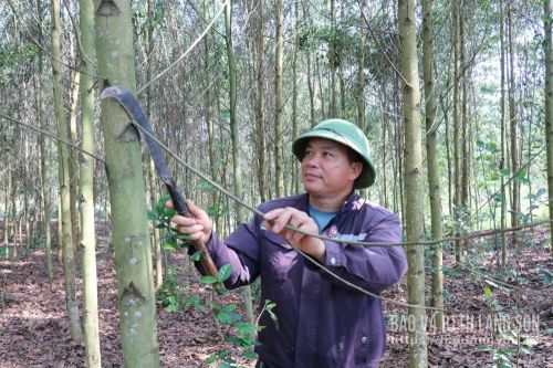 Người dân xã Thái Bình chăm sóc rừng keo