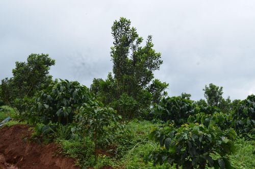 Khối lượng công việc đo đạc, lập bản đồ địa chính, lập hồ sơ địa chính và hoàn thành cơ sở dữ liệu quốc gia về đất đai trên địa bàn xã Tuy Đức rất lớn trong khi nhân lực ít