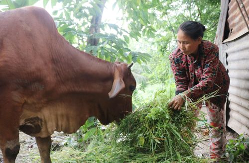 Bà Lệ chăm sóc con bò, nhưng đã hơn 2 năm, bò chưa sinh sản