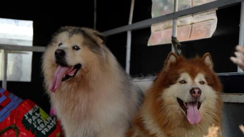 2 con chó tại trụ sở Công an phường Xuân Hương - Đà Lạt.