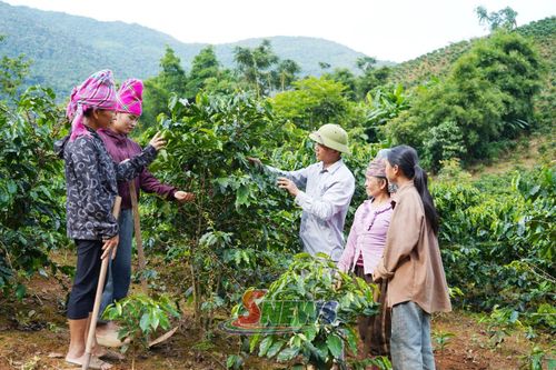 Nông dân xã Long Hẹ được hướng dẫn các phòng, chống sâu bệnh cho cây cà phê.