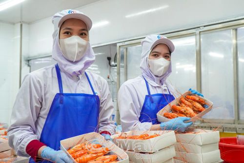 Sản phẩm tôm càng xanh thành phẩm được đóng gói đông lạnh đúng quy chuẩn, sẵn sàng xuất khẩu sang các thị trường lớn như: Úc, Hồng Kông và Thái Lan.