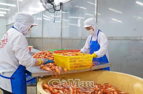 Quá trình sơ chế tôm qua nhiều công đoạn theo đúng quy trình xuất khẩu.