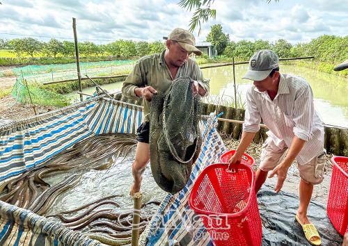 Trước khi vào cao điểm mưa bão, gia đình ông Nguyễn Văn Toản (Khóm 5, phường Tân Thành) tranh thủ thu hoạch các ao cá chình đạt kích cỡ xuất bán.