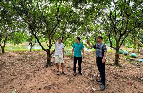 Nguồn vốn vay được các gia đình sử dụng hiệu quả trong phát triển kinh tế. Ảnh: Nhân vật cung cấp
