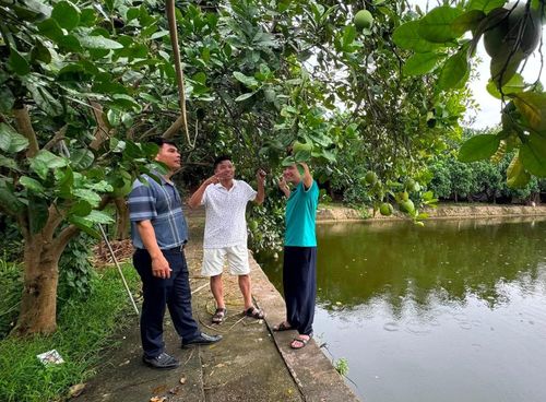 Anh Vũ Đình Ngọc (giữa) sử dụng nguồn vốn vay để phát triển mô hình trồng cây ăn quả và nuôi cá. Ảnh: Nhân vật cung cấp