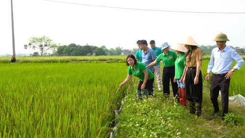 Hội Nông dân xã Thanh Oai tham quan, đánh giá mô hình "Cánh đồng sạch". Ảnh: Thanh Oai