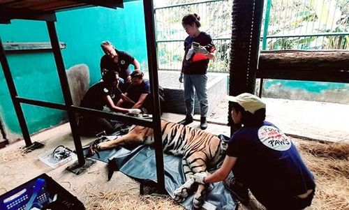 Hoạt động thăm khám, lấy mẫu và tiêm phòng được thực hiện theo quy trình an toàn. Ảnh: VQG PN-KB