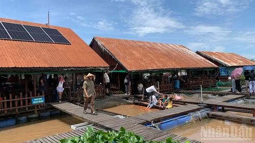 Du khách tham quan bè cá Bảy Bon ở làng du lịch cộng đồng Cồn Sơn. Ảnh: THANH TÂM