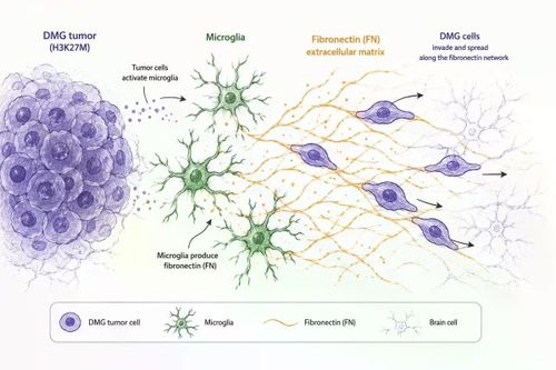 Microglia là các tế bào miễn dịch thường trú của hệ thần kinh trung ương con người có thời gian phát triển rất chậm so với mọi động vật khác.