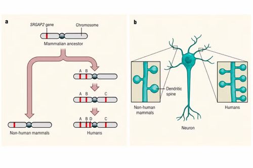 Gen SRGAP2 vừa làm chậm sự phát triển của tế bào microglia đồng thời sinh ra nhiều khớp thần kinh hơn.