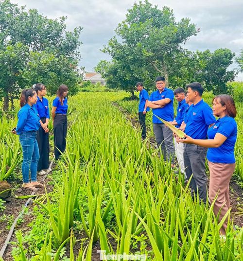 Đoàn viên, thanh niên tham quan mô hình nha đam của chị Nga.
