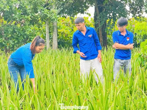 Vườn nha đam của chị Nga cho thu nhập hàng trăm triệu một năm.