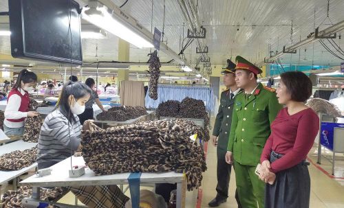 Chọn nghề phù hợp với bản thân thay vì mơ mộng hão huyền nơi đất khách