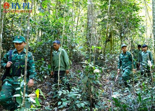 Các lực lượng được yêu cầu đẩy mạnh công tác tuần tra bảo vệ rừng kịp thời phát hiện vi phạm (ảnh minh họa).